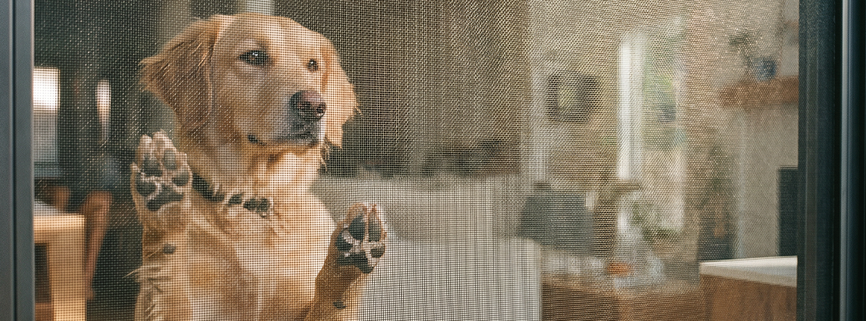 Zanzariere per Animali domestici